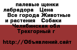 палевые щенки лабрадора › Цена ­ 30 000 - Все города Животные и растения » Собаки   . Челябинская обл.,Трехгорный г.